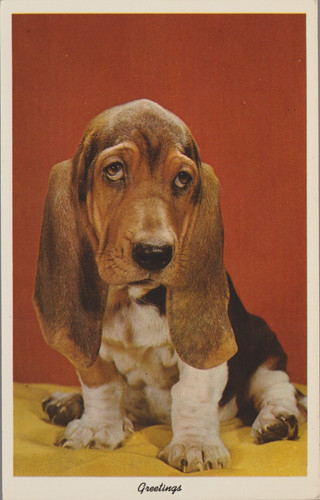 Beagle puppy dog long ears - puppy,