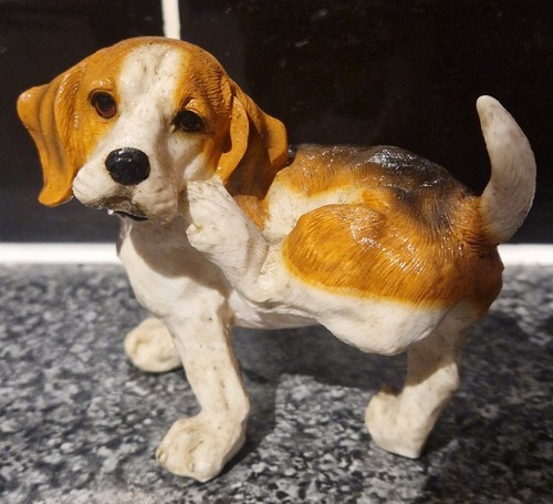 Tri colour beagle scratching - beagle,