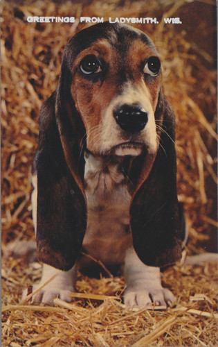 Beagle long ears greetings - long,