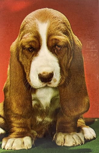Beagle puppy c18391g - puppy, a