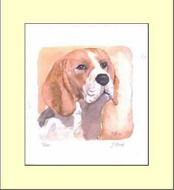 Beagle